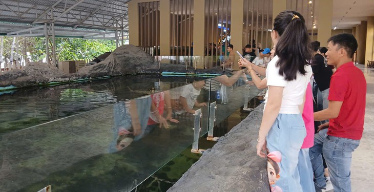 Video: Cá mập ‘tung tăng’ bơi lội mỗi ngày ở Khánh Hòa- Ảnh 1.