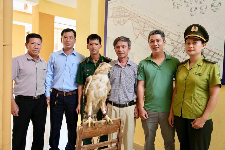 Người dân tự nguyện giao nộp cá thể diều núi quý hiếm- Ảnh 1.