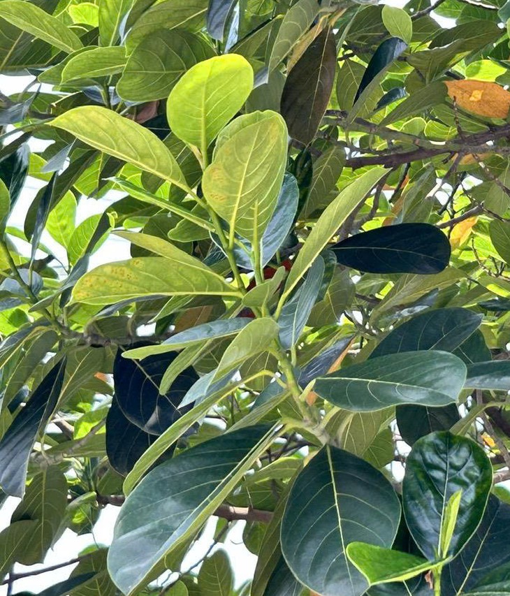 Lá mít có tác dụng gì? - Ảnh 1.