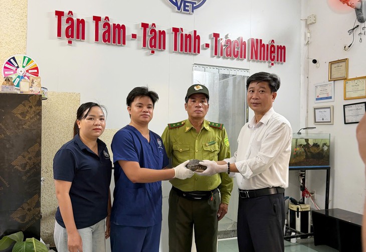 Người dân Huế giao nộp rùa đất Sê-pôn quý hiếm nặng 1,1kg- Ảnh 1.