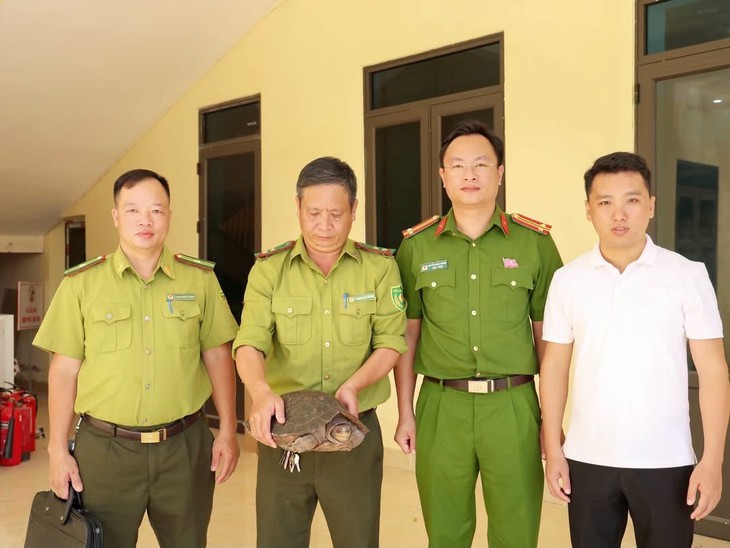 Bắt được rùa quý hiếm nặng 7kg ở bờ đê- Ảnh 1.