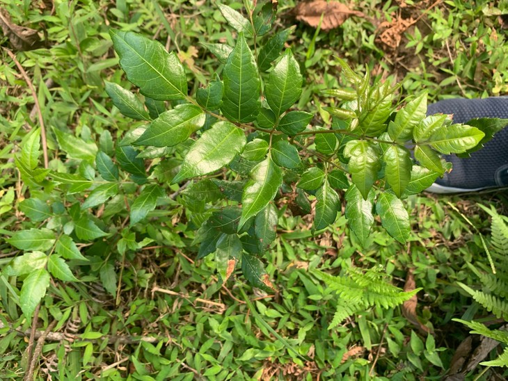 Bộ Y tế đề xuất 3 mức độ tuân thủ thực hành tốt nuôi trồng, thu hái dược liệu- Ảnh 1.