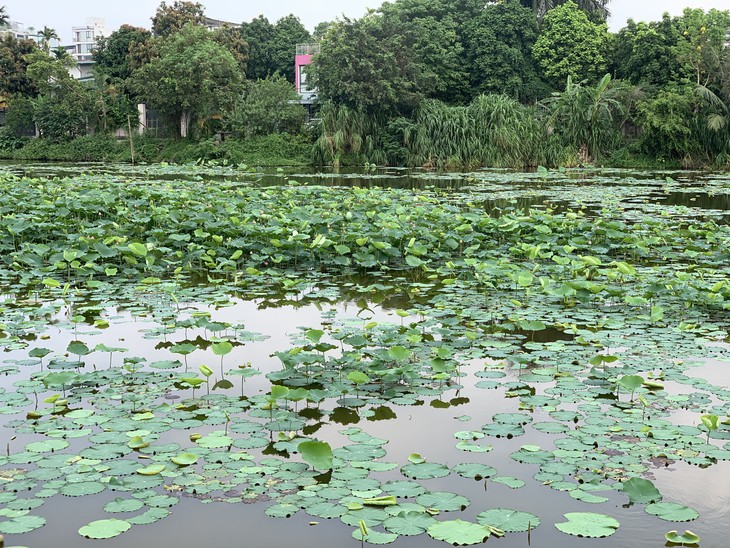 Bí quyết dùng lá sen đúng cách để thanh lọc mỡ thừa an toàn- Ảnh 3.