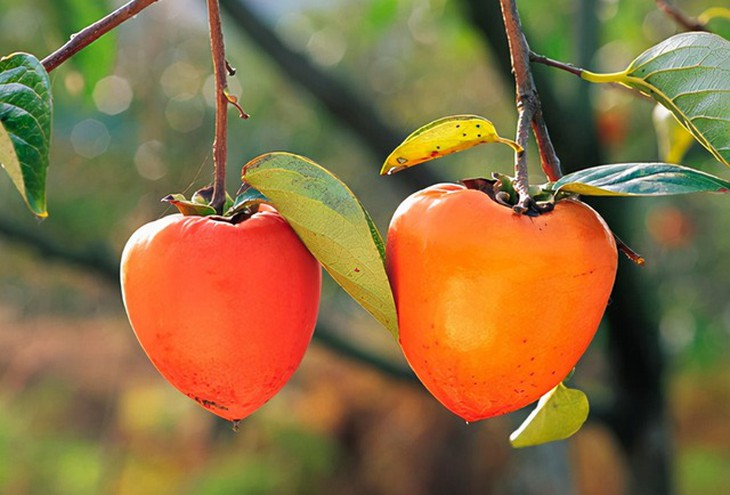 Vì sao ăn hồng giòn có thể gây tắc ruột?- Ảnh 1.