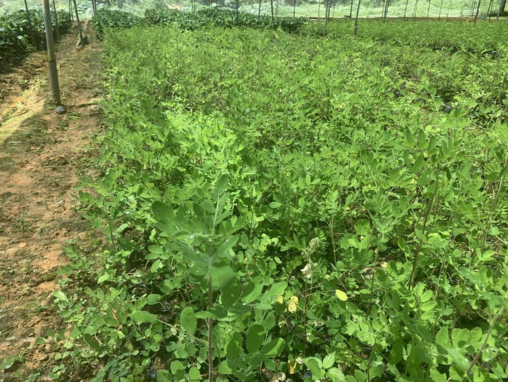 Lào Cai mở rộng vùng nguyên liệu phục vụ phát triển ngành công nghiệp dược- Ảnh 1.