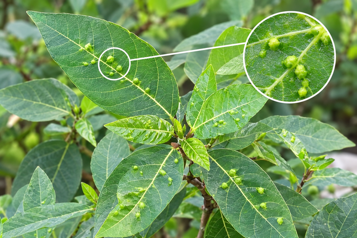 Tác dụng khi dùng lá sung có nốt sần - Ảnh 1.
