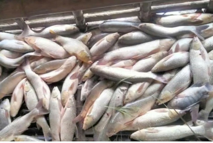 Làm rõ nguyên nhân hạ mực nước sông đột ngột khiến gần 10 tấn cá nuôi chết - Ảnh 3.