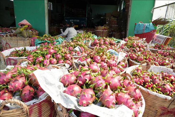 Giá thanh long chạm đáy, nhà vườn thua lỗ nặng- Ảnh 1.