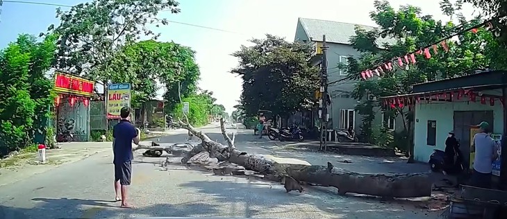 Cây đổ khi người dân đang cưa, một người đi xe máy tử vong - Ảnh 1.
