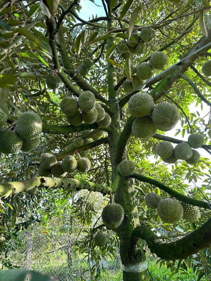Sầu Black Thorn có gì đặc biệt mà giá lên tới tiền triệu/quả?- Ảnh 4.