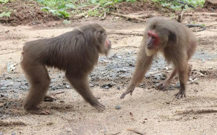 Động vật đẹp như đóa hoa xuất hiện ở Khánh Hòa, khuyến cáo không được bắt - Ảnh 4.