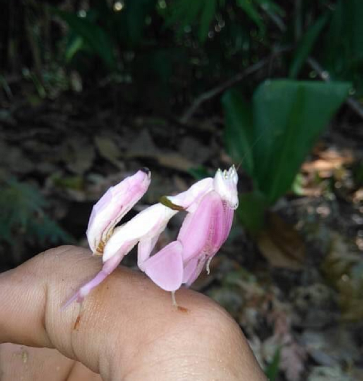 Động vật đẹp như đóa hoa xuất hiện ở Khánh Hòa, khuyến cáo không được bắt - Ảnh 2.