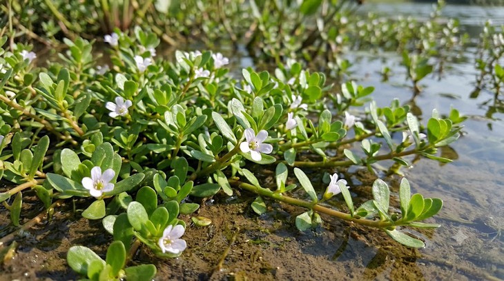 Cách dùng rau đắng biển giúp tăng cường trí nhớ, an toàn cho sức khỏe - Ảnh 1.