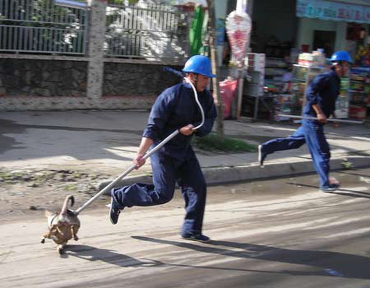 Lập đội bắt chó thả rông, chó nuôi phải có số đăng ký 1