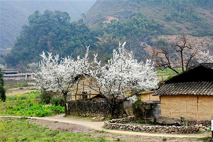 Sắc xuân trên cao nguyên đá 5