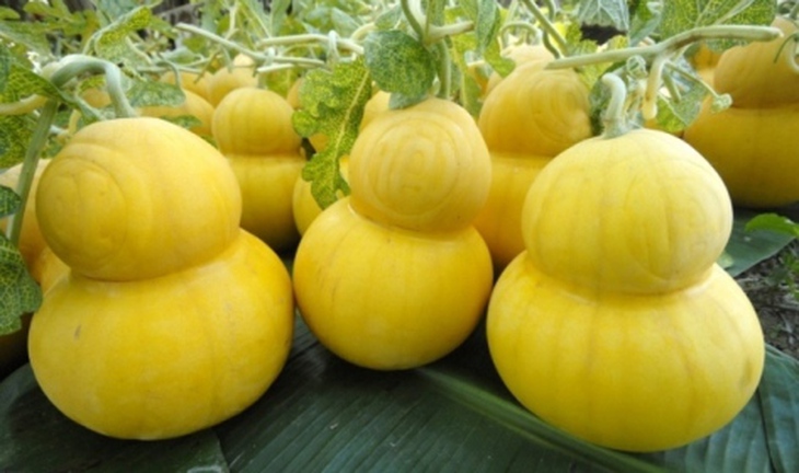 Tiền triệu mua quả lạ về trưng Tết 5