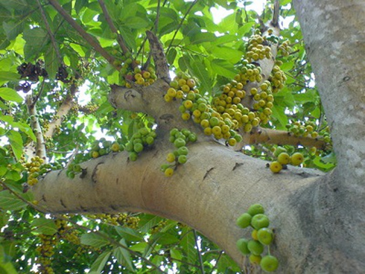 Cây sung làm thuốc 1