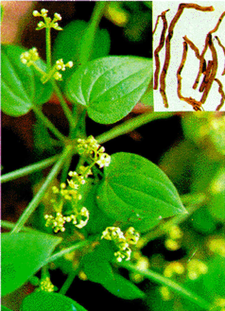 Bài thuốc trị băng lậu 1