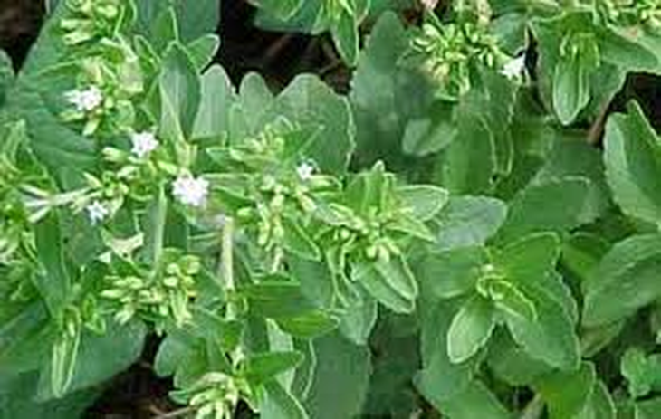 Cỏ ngọt chữa đái tháo đường, béo phì 1