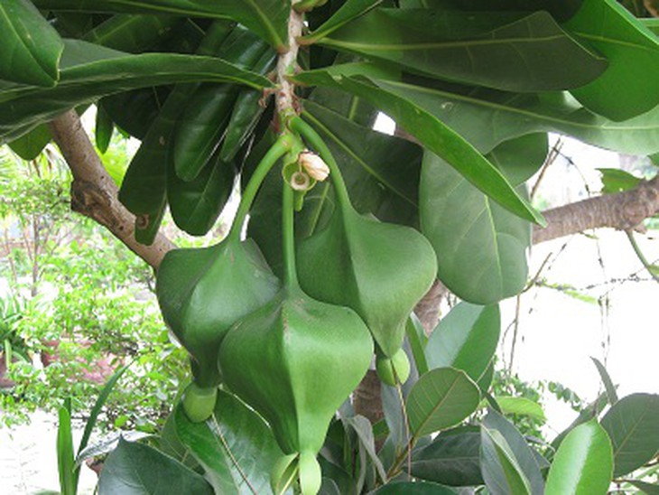 Hoa và quả bàng vuông ở Trường Sa 3