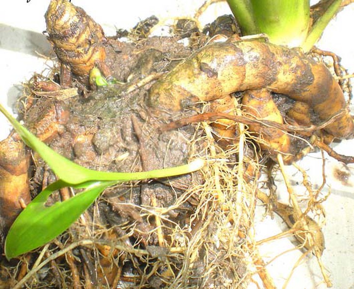 Nghệ trắng hành khí, lương huyết 1