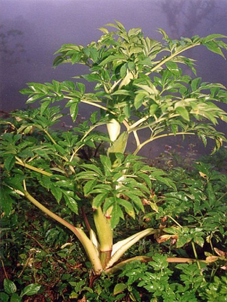 Xuyên khung, bạch chỉ có phải thuốc bổ? 1
