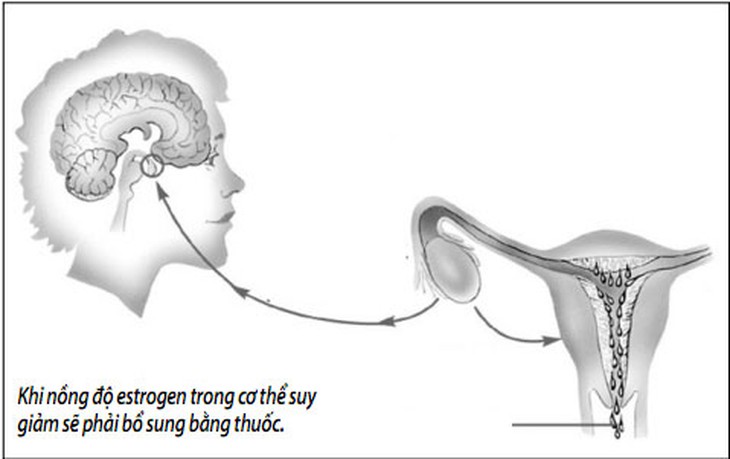 Có nên bổ sung estrogen để trẻ mãi không già? 1