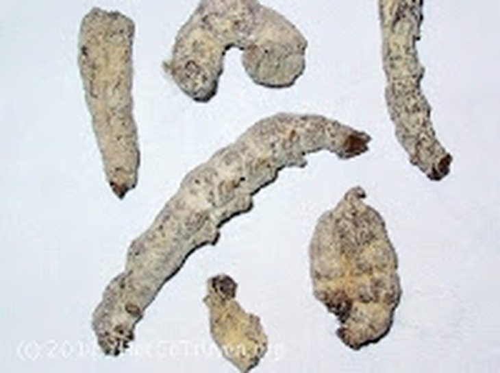 Tằm vôi - Vị thuốc quý 1