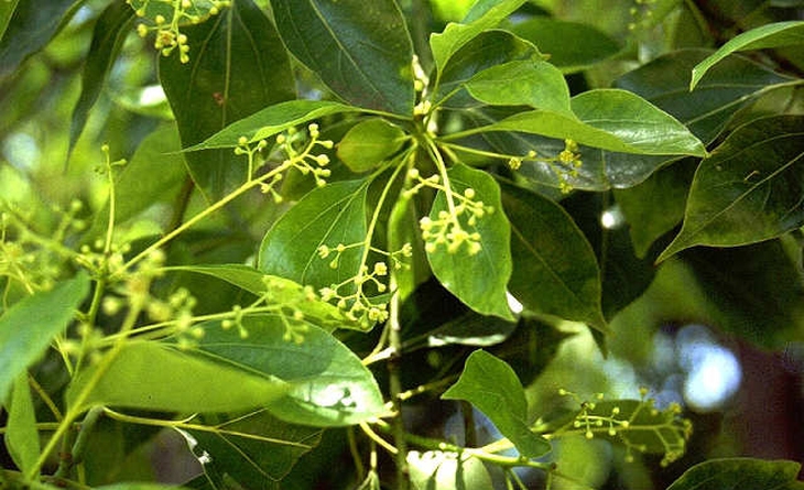 Long não - Vị thuốc quý 1
