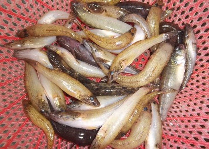 Món ăn thuốc từ cá bống 1
