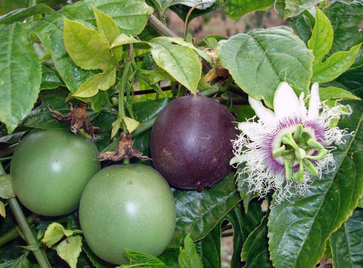 Bài thuốc trị chứng hiếp thống 2