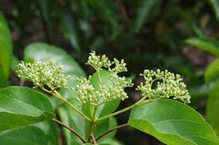 Bài thuốc trị chứng hiếp thống 1