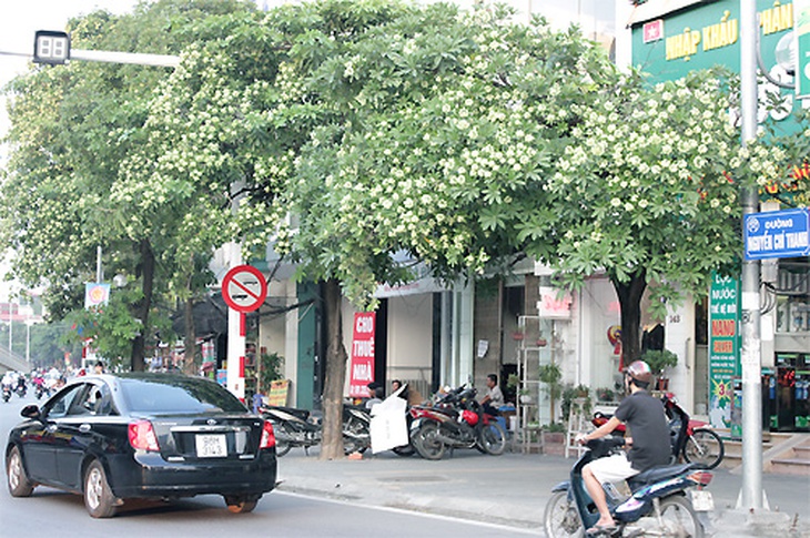 Hoa sữa trở thành ác mộng 2