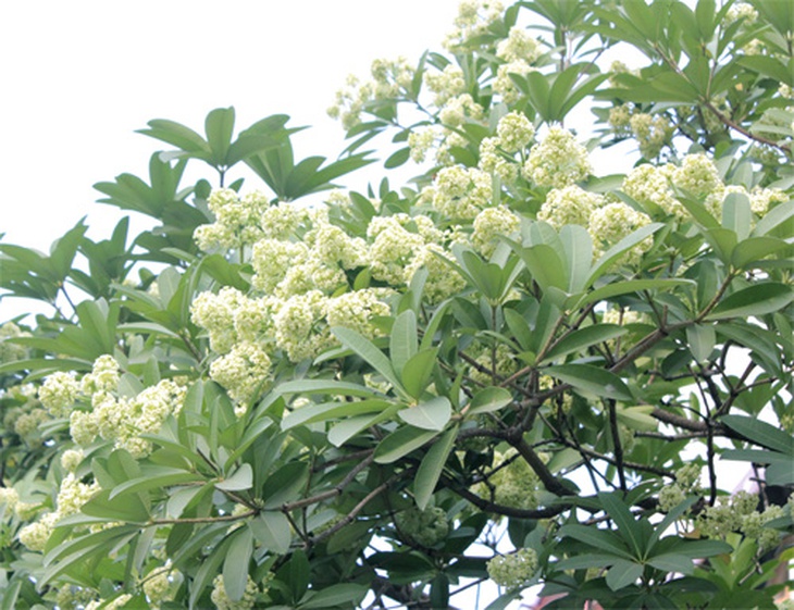 Hoa sữa trở thành ác mộng 1