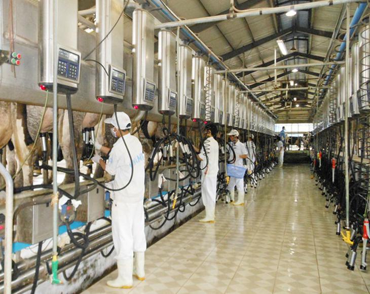 Trang trại bò sữa của Vinamilk - Tiên phong đạt chứng nhận quốc tế ISO 9001: 2008 4