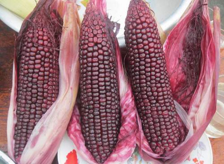 Ngô tím chữa biến chứng đái tháo đường 1