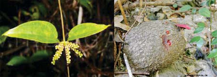 Cây củ nần rất độc 3