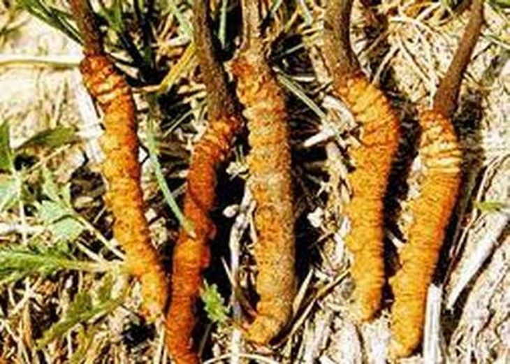 Người mắc chứng hay quên nên ăn gì? 2