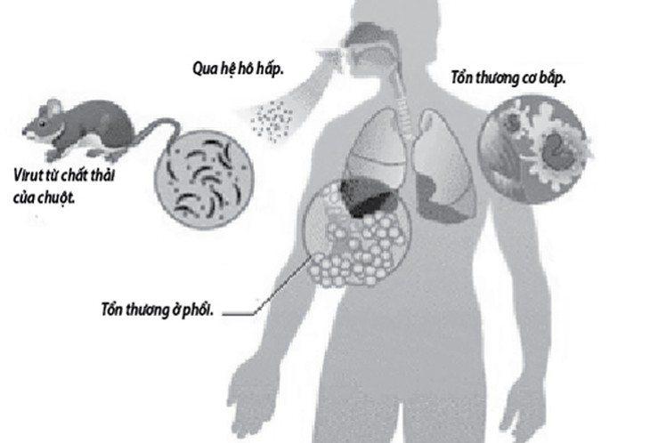 Sát thủ giấu mặt từ chuột 2