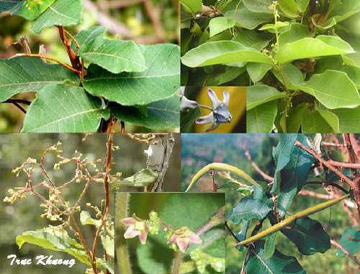 Hà thủ ô có thể làm đen tóc? 1