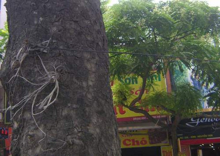 Hàng cây xanh cổ thụ bị xâm hại 1