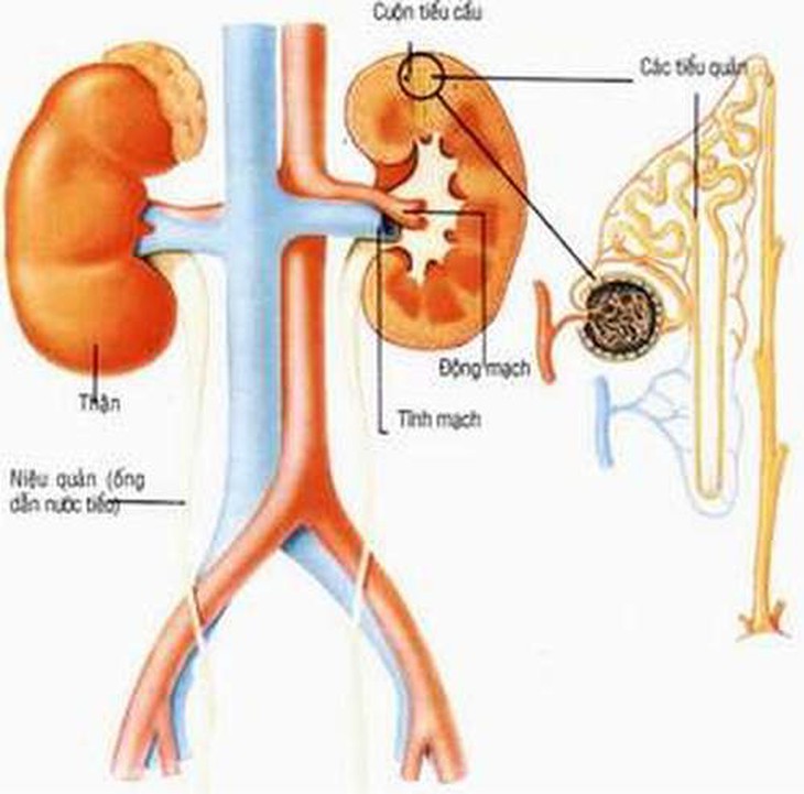Bệnh thận - tiết niệu do đái tháo đường 1