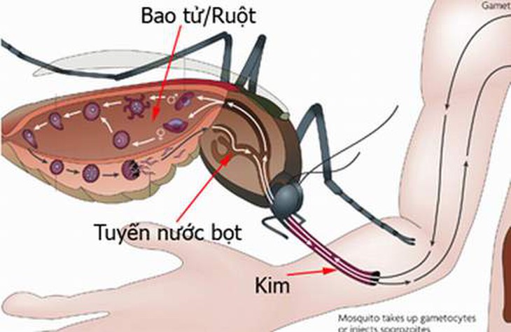 Muỗi Anopheles truyền bệnh sốt rét như thế nào? 1