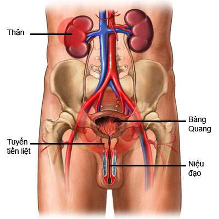 Bệnh lý thường gặp ở nam giới  1