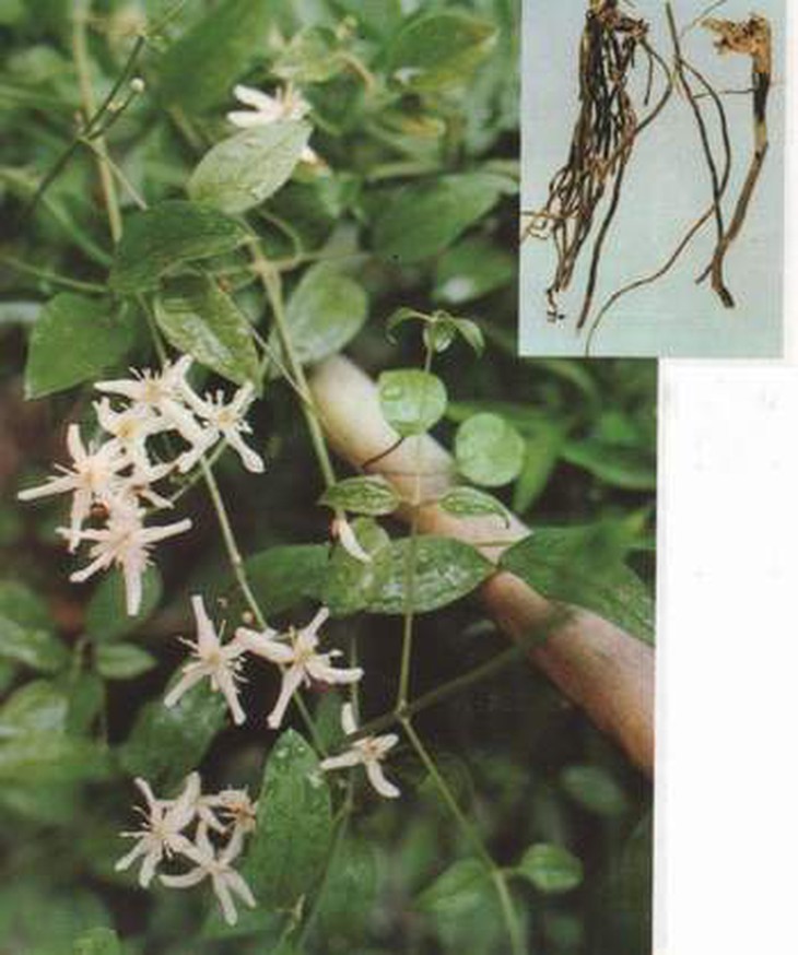Dây ruột gà làm thuốc 1