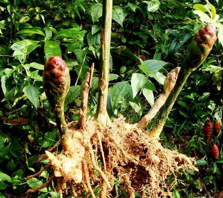Gừng dại trị các chứng trúng gió, chóng mặt 2