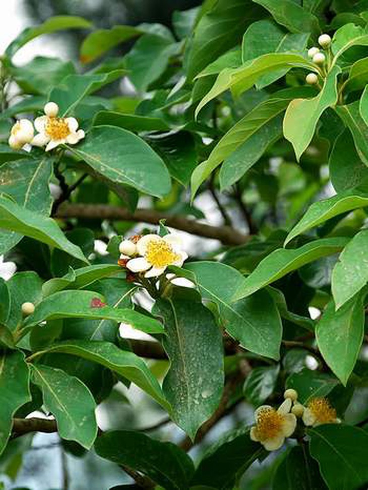 Cây vối thanh nhiệt, giải độc 2