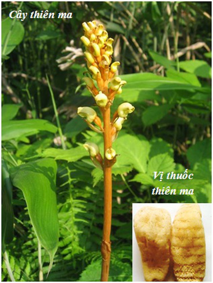 Bài thuốc chữa chứng động kinh 1