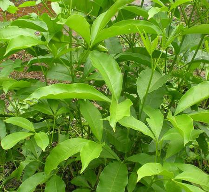 Thuốc quý từ cây chè đắng 1