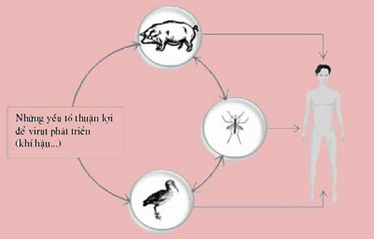 Cảnh giác với viêm não Nhật Bản sau mưa lũ 2